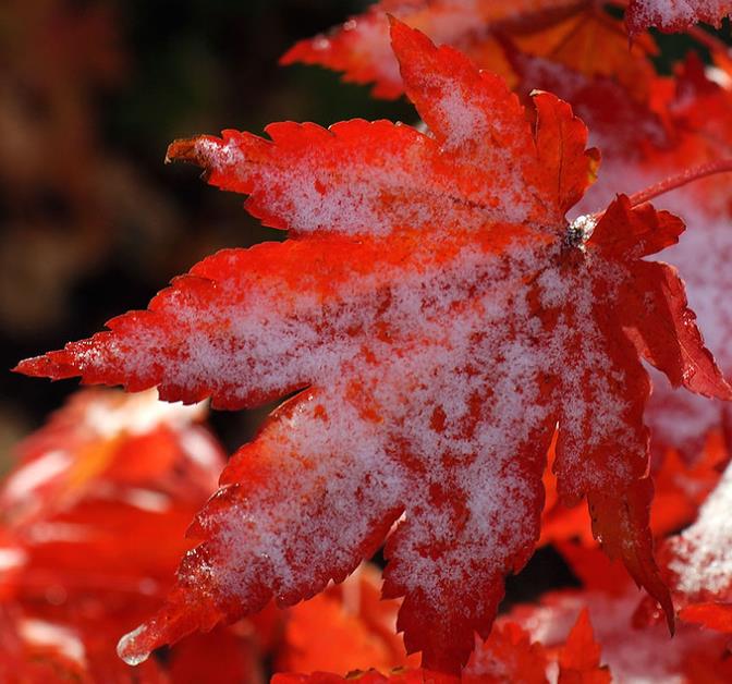 Acer pseudosieboldianum - Maple Purplebloom, Bordo Coreano