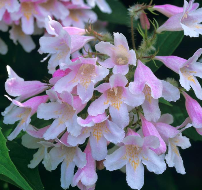 Kolkwitzia amabilis 'Pink Cloud' - Arbusto de Beleza 'Nuvem Rosa', Arbusto Nuvem Rosa, Pink Beautybush
