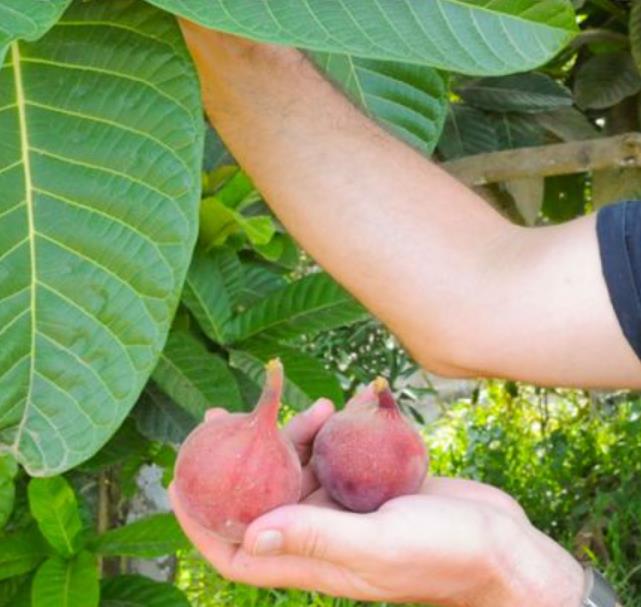 Ficus habrophylla - Figo vermelho, Figueira de folha gigante, Figo da Nova Caledônia