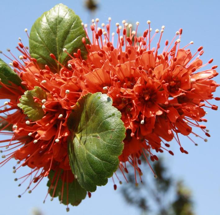 Greyia sutherlandii  - Escova de Garrafa Sul Africana, Mamadeira de Natal, Natal Botlebrush, Pincel de
