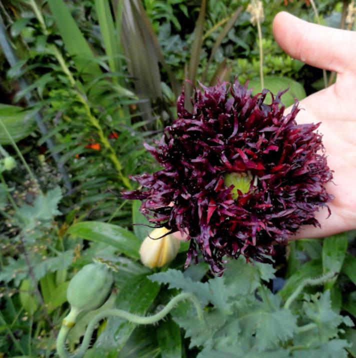 Papaver somniferum 'Laciniatum Black Swan' - Papoula Cisne Negro, Papoula de Franja Dobrada Cisne Negro, Papoula Empluma