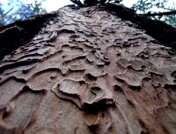 Pinus ponderosa - Pinheiro ponderosa, Pinheiro amarelo, Pinheiro Blackjaks