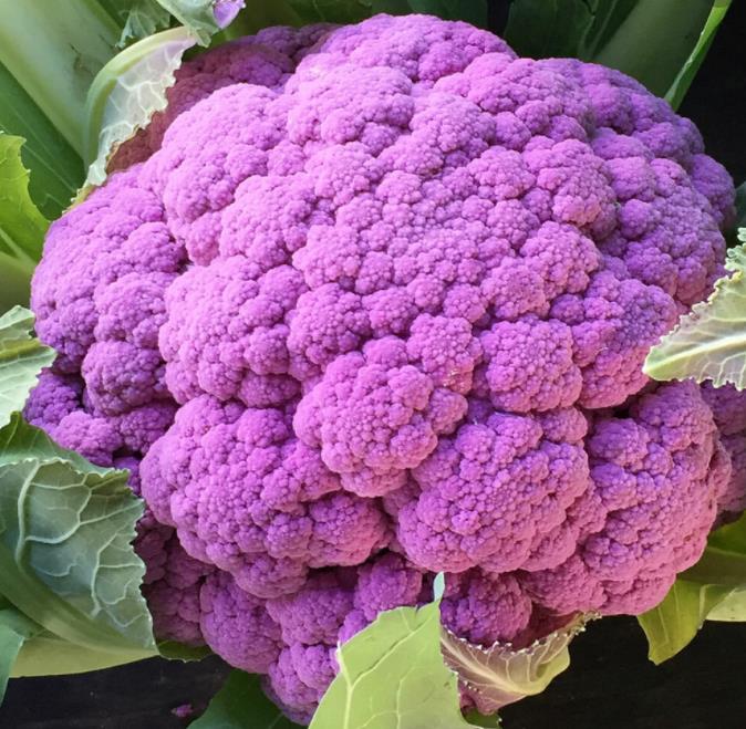 Brassica oleracea "Purple of Sicily" - Couve Flor Roxa Italiana, Couve-Flor Cabeça Roxa, Couve Flor Púrpura da Sicília