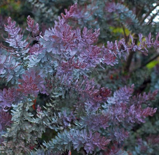 Acacia Baileyana Purpurea - Acacia, Purple Cootamandra Wattle, Purple Leaf Acacia, Acacia Baileyana Purpurea