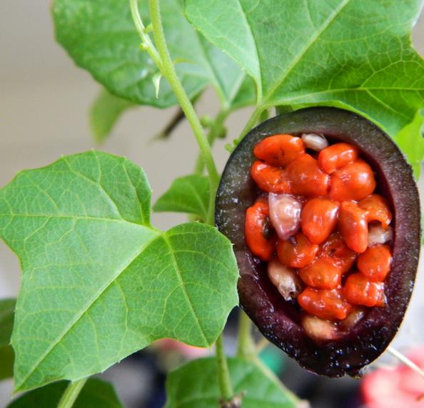Passiflora morifolia - Maracujá doce azul, maracujá doce roxo