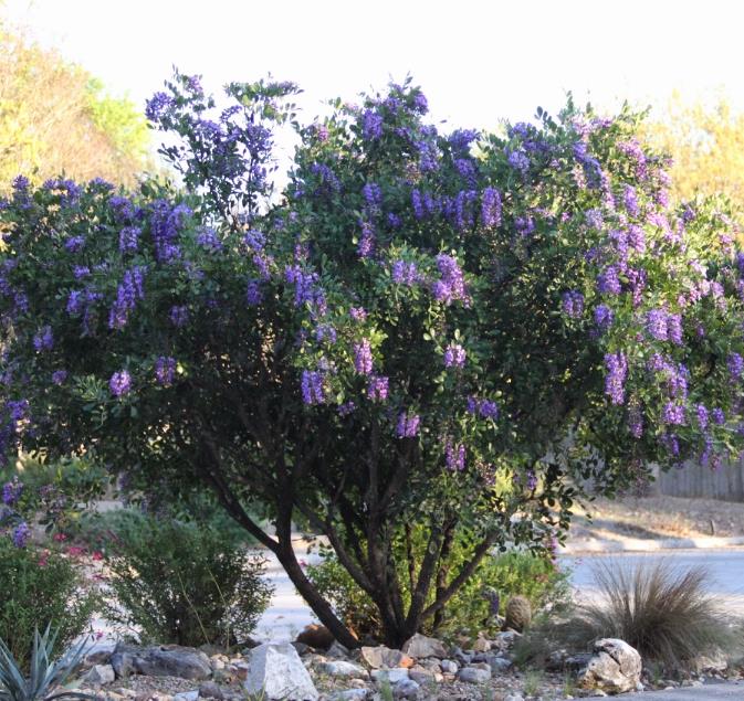 Sophora secundifloa -  Mescalbean, Louro da montanha do Texas, Feijão Mescal, Flor Glicínia do Texas