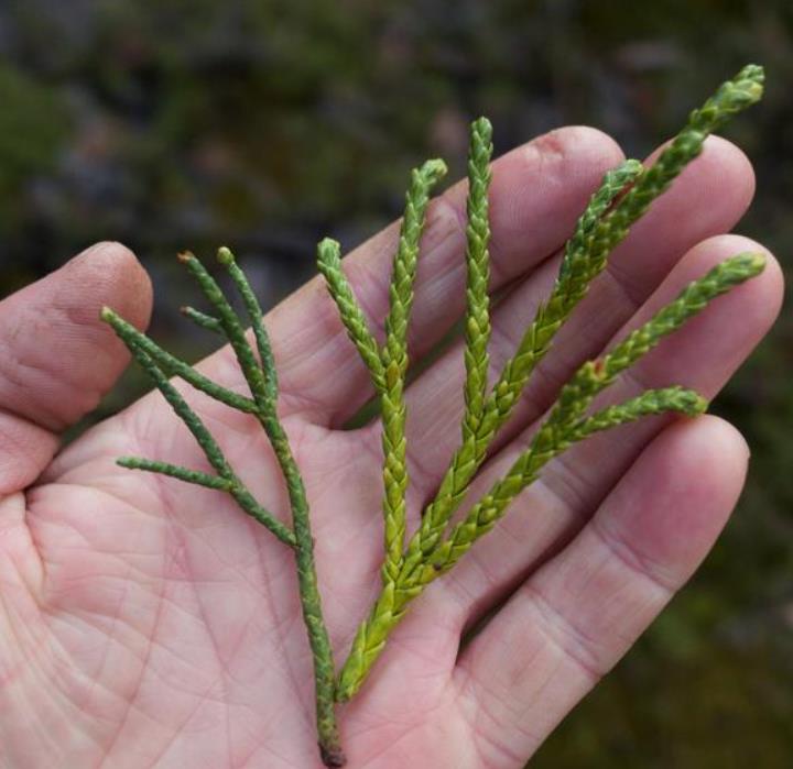 Athrotaxis laxifolia - Pinheiro Atrotaxia, Atrotaxia de Cume, Cedro da Tasmânia, Cedro Summit