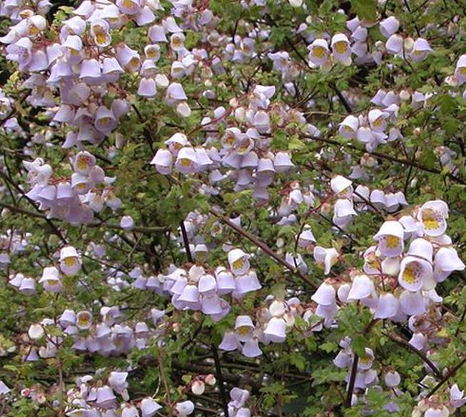 Jovellana punctata - Flor Xícara de Chá, Cálice dos Anjos, Copo de Chá, Capachito, Teacup