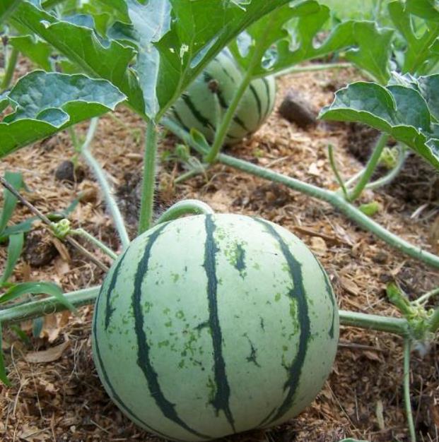 Citrullus lanatus White Wonder (Certificaçâo Orgânica) - Melancia Branca, Melancia Baunilha, Melancia White Wonder