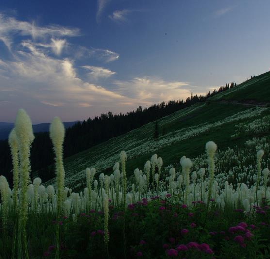 Xerophyllum tenax - Lírio relva, Relva aromática, Grama de urso