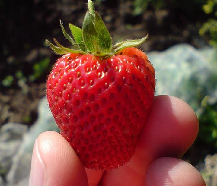 Fragaria vesca  Alexandra - Morango Alexandra