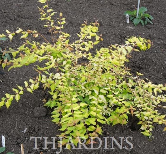 Kolkwitzia amabilis 'Pink Cloud' - Arbusto de Beleza 'Nuvem Rosa', Arbusto Nuvem Rosa, Pink Beautybush