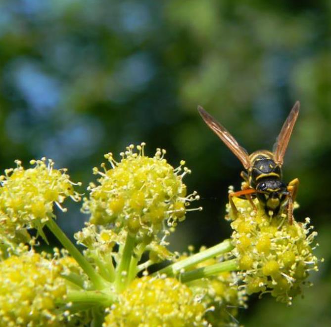 Levisticum officinale - Levistico, Liveche, Lovage, Erva Maggi, Folhas de Ligústica