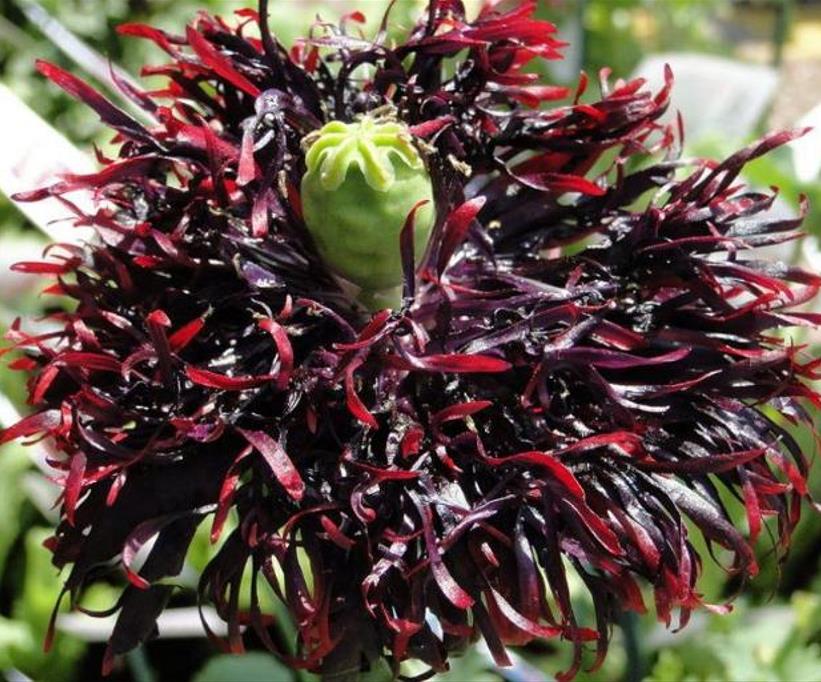 Papaver somniferum 'Laciniatum Black Swan' - Papoula Cisne Negro, Papoula de Franja Dobrada Cisne Negro, Papoula Empluma