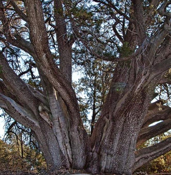 Juniperus deppeana Pachyphloea (Juniperus pachyphloea) - Zimbro do Jararé, Junípero Alligator, Alligator Juniper, Sweet-