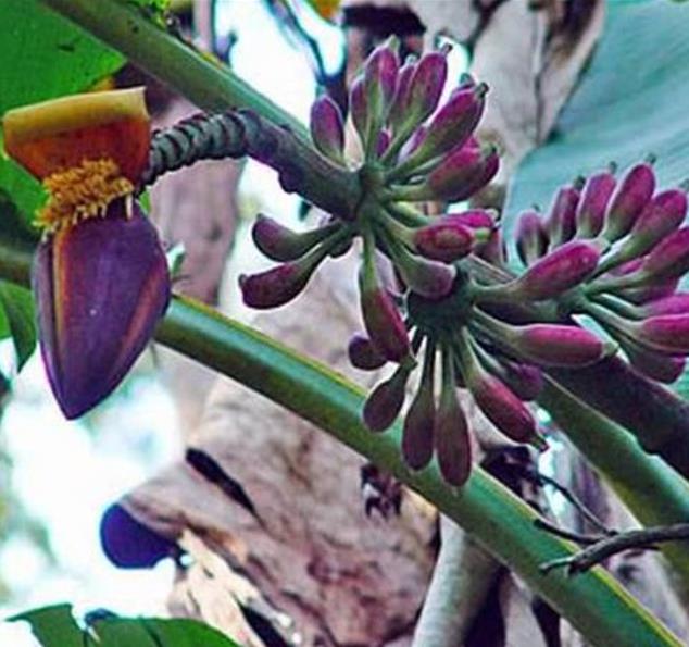 Musa itinerans burmese blue - Banana birmanesa azul