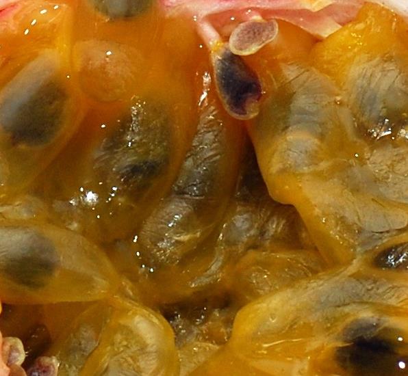 Passiflora Edulis F. Edulis - Maracujá roxo, gulupa, chulupa, maracujá roxo doce