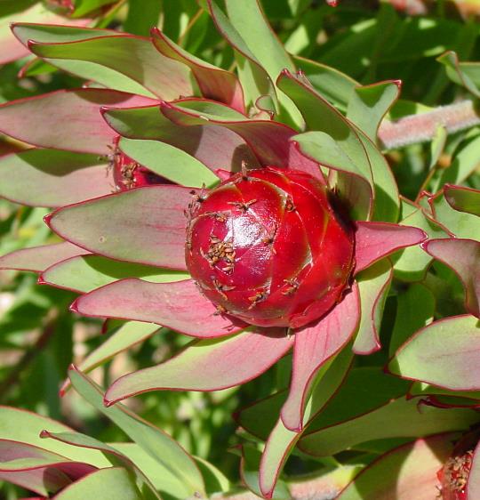 Leucadendron Sessile - Protea Arbusto Do Sol, Arbusto Do Sol, Leucadendron Arbusto Do Sol