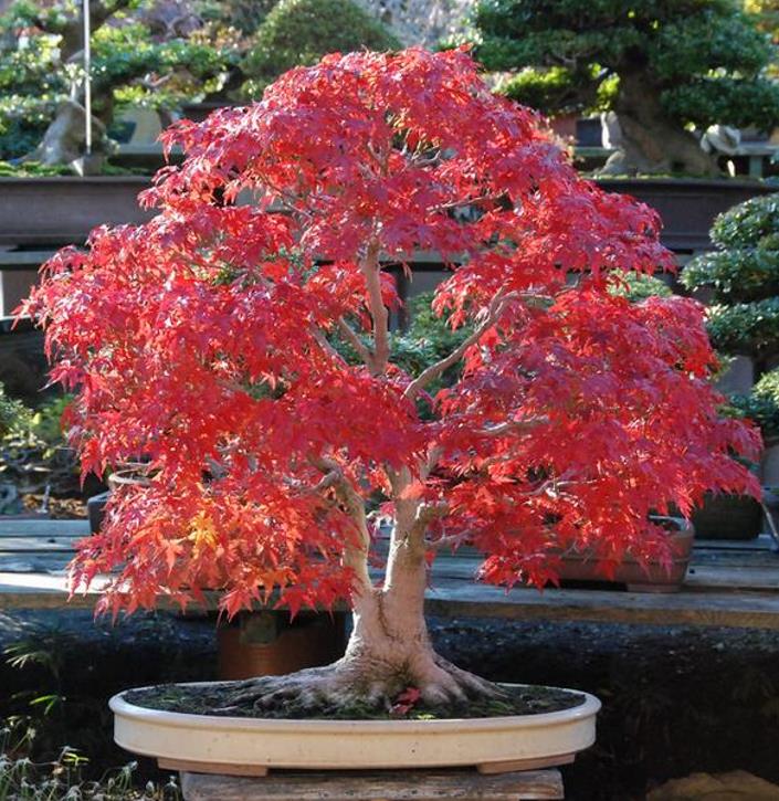 Acer rubrum - Bordo Vermelho, Maple Vermelho