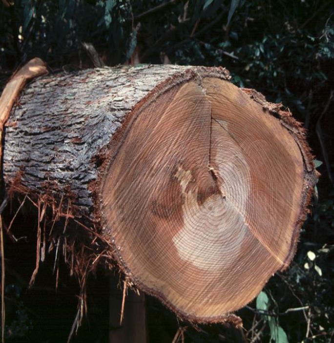 Eucalyptus delegatensis - Eucalipto Gigante, Eucalipto Carvalho da Tasmânia, Eucalipto Goma-Top Madeira Fo