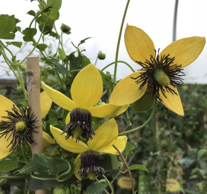 Clematis tangutica - Trepadeira Clematis Dourada, Clematis Sino Dourado, Clematis Tiara de Ouro