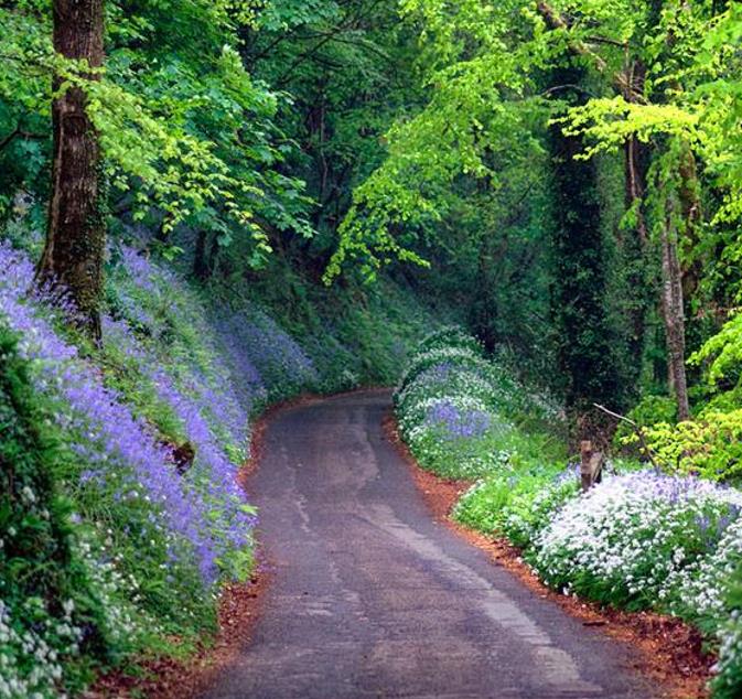 Hyacinthoides non-scripta - Bluebells, Sino das Estrelas, Sino das Fadas, Flor de Fadas, Jacinto Selvagem En