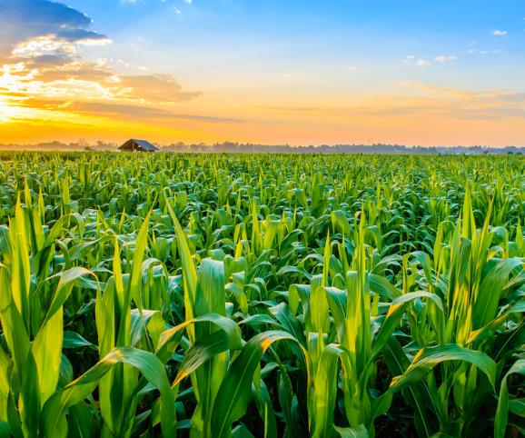 Zea mays Art Verell's (C.O) - Milho Doce Art Verell's