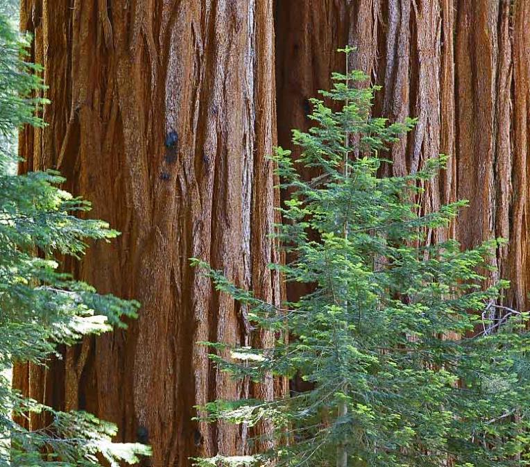 Sequoia sempervirens - Sequoia Sempre Verde, Sequoia Costeira, Sequoia Vermelha, Coast Redwood