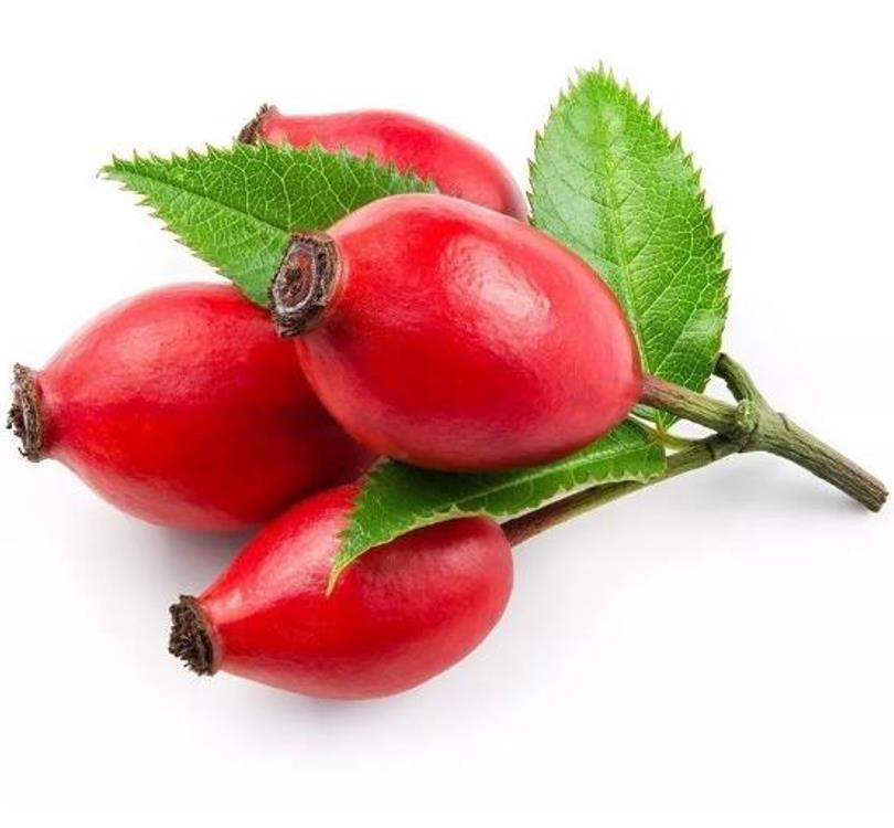 Rosa canina -  Trepadeira Rosa Mosqueta Canina, Rosa selvagem, Rosa silvestre, Rosa canina