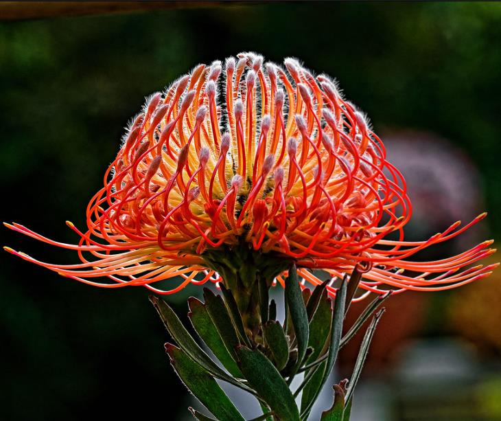 Leucospermum cordifolium - Protea Alfineteiro Ornamental, Almofada de Alfinetes, Pincushion
