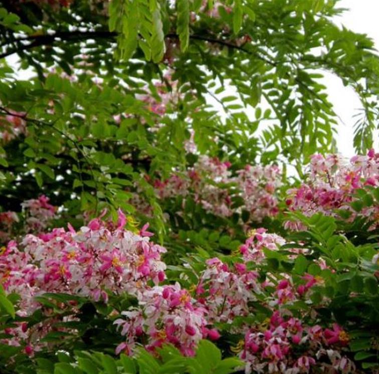 Cassia javanica ssp. Nodosa - Cassia Flor de Maçã, Cassia Rosa, Cassia Javanesa, Cássia Chuveiro de Java