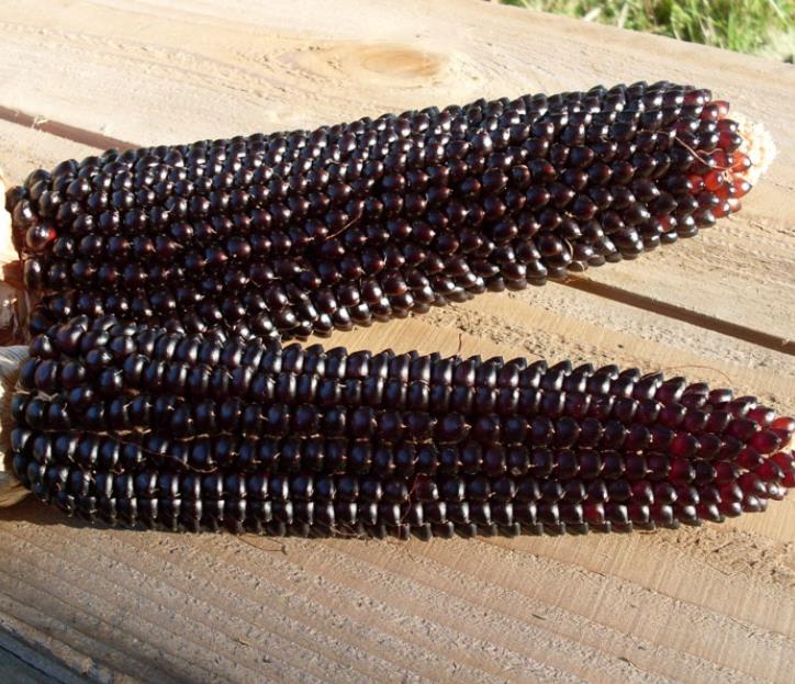 Zea mays Dakota Black (C.O) - Milho de Pipoca Negro, Dakota Black Pop