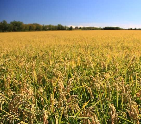 Oryza sativa Carolina gold - Arroz Carolina Gold, Arroz de ouro da Carolina, Sementes de ouro, Grãos de ouro