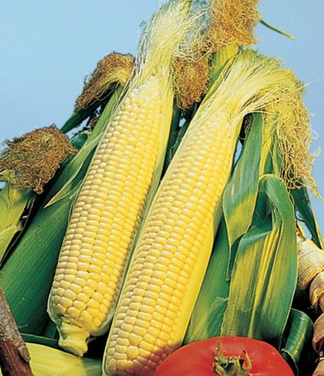 Zea mays Golden Bantam Improved (C.O.) - Milho Bantam Dourado Melhorado, Milho Doce Bantam Melhorado