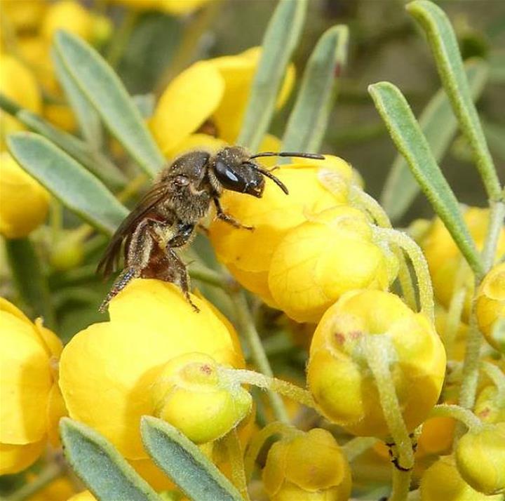 Senna artemisioides (Cassia artemisioides) - Cassia Prateada, Cassia Plumada, Cassia Prata, Senna Prata