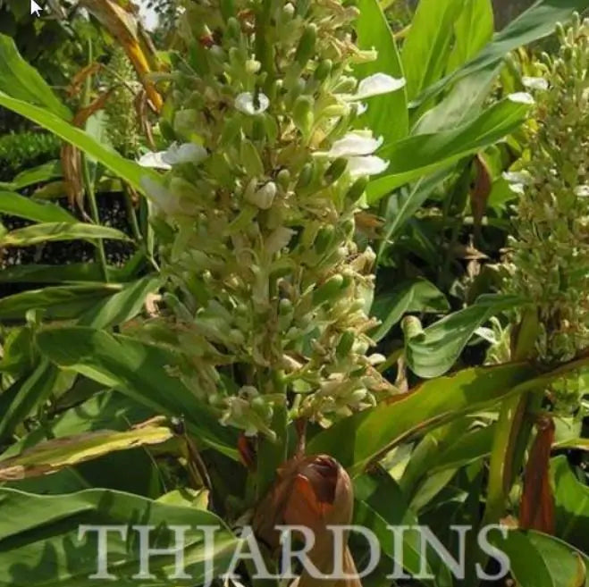 Alpinia galanga (Rizoma) - Galanga, Kew Lam (Gengibre Azul), Thai Ginger, Galangal (Rizoma)