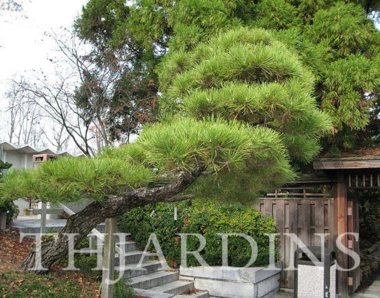 Pinus thunbergii - Pinheiro negro Japonês