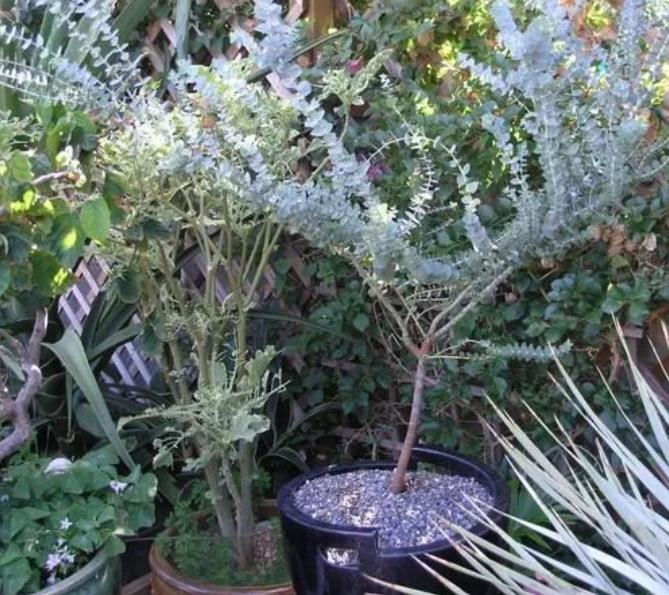 Eucalyptus pulverulenta 'Baby Blue' - Eucalipto Baby Blue, Eucalipto dos Floristas, Eucalipto Prata da Montanha