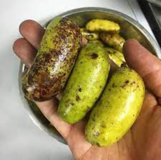 Lardizabala biternata - Coguilera, Coguil, Fruta Zabala, Lardizabala, Voqui Coille