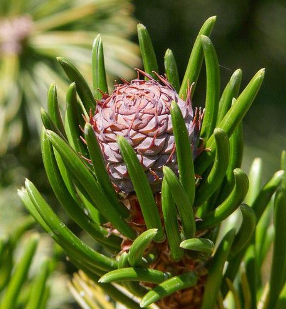 Pinus aristata - Pinus Bristlecone