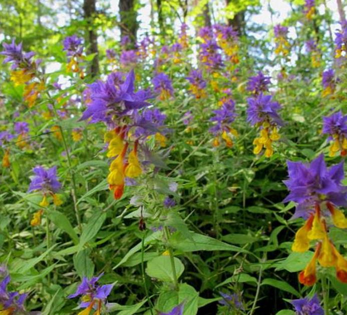 Melampyrum nemorosum -  Flor Dia e Noite, Bandeira Sueca , Night and Day