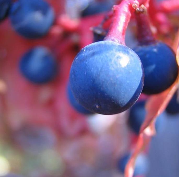 Parthenocissus quinquefolia - Trepadeira da Virginia, Hera Americana, Virginia Creeper, Videira Virgem