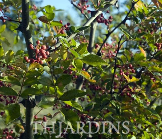 Zanthoxylum simulans - Pimenta sichuan, Pimenta szechuan, Szechwan pepper, Gujart