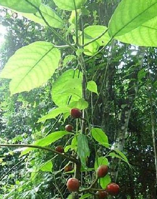Carica microcarpa ssp. Baccata (Vasconcellea microcarpa) - Mamão Papaia Microcarpa, Papaia Figo, Mamão Figo
