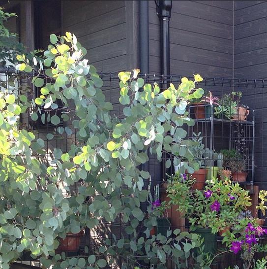 Eucalyptus polyanthemos Ssp Polyanthemos - Eucalipto Caixa Vermelha, Red Box Eucalyptus, Caixa de Poplar, Redbox Silver