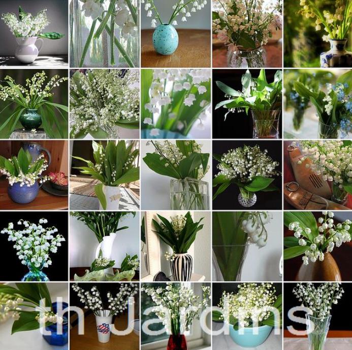 Convallaria majalis - Lirio do Vale, Muguet, Lírio de Maio, Lily of the Valley