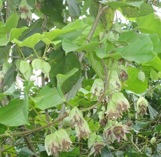 Passiflora tilifolia - Maracujá Doce Tilifolia, Maracujá Doce da Colômbia