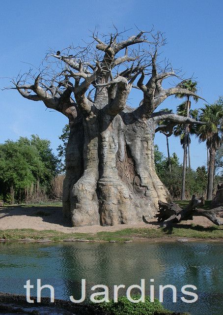 Adansonia rubrostipa - Baobá fony