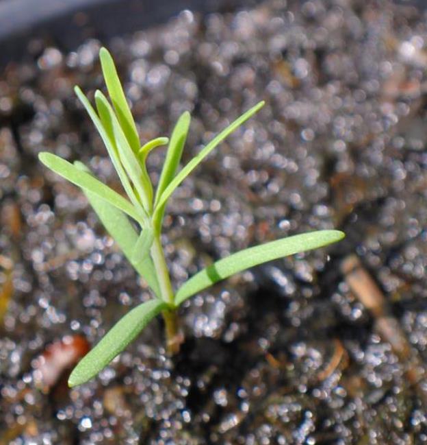 Sequoia sempervirens - Sequoia Sempre Verde, Sequoia Costeira, Sequoia Vermelha, Coast Redwood