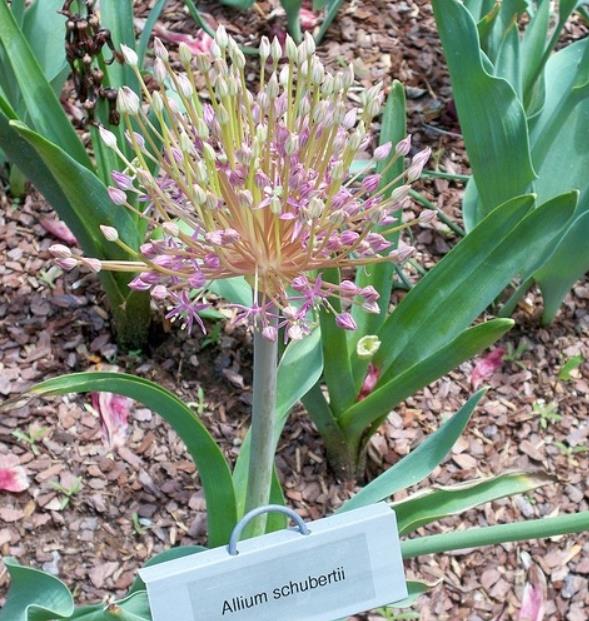 Allium schubertii - Cebola Ornamental Fogos de Artifício